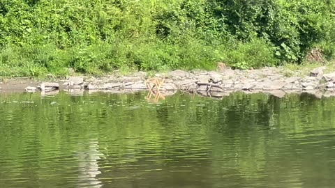 Birds of the Humber River