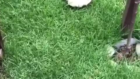 🤣😴 The Cutest Slow Sleepyhead You'll Ever See! | FunFM