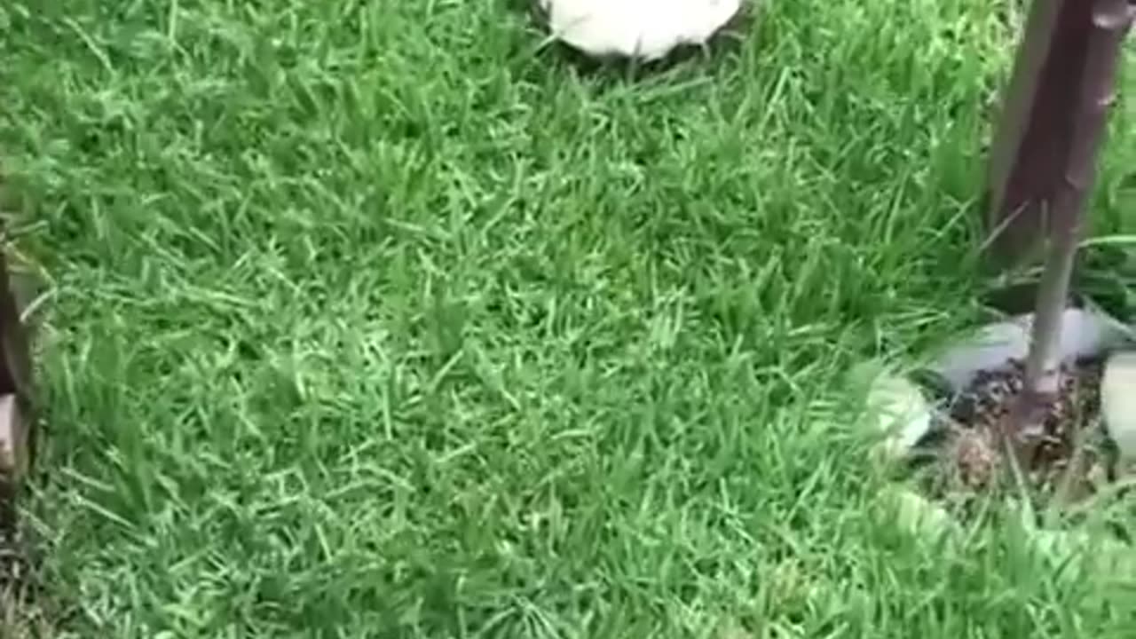 🤣😴 The Cutest Slow Sleepyhead You'll Ever See! | FunFM