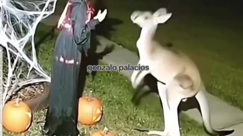 Halloween in Australia 🦘👻🎃