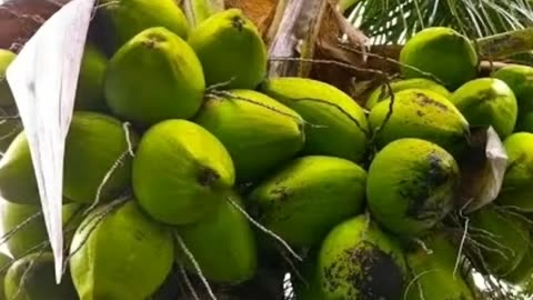 Amazing #facts #about coconut