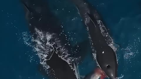 The killer whale #science #sciencefacts