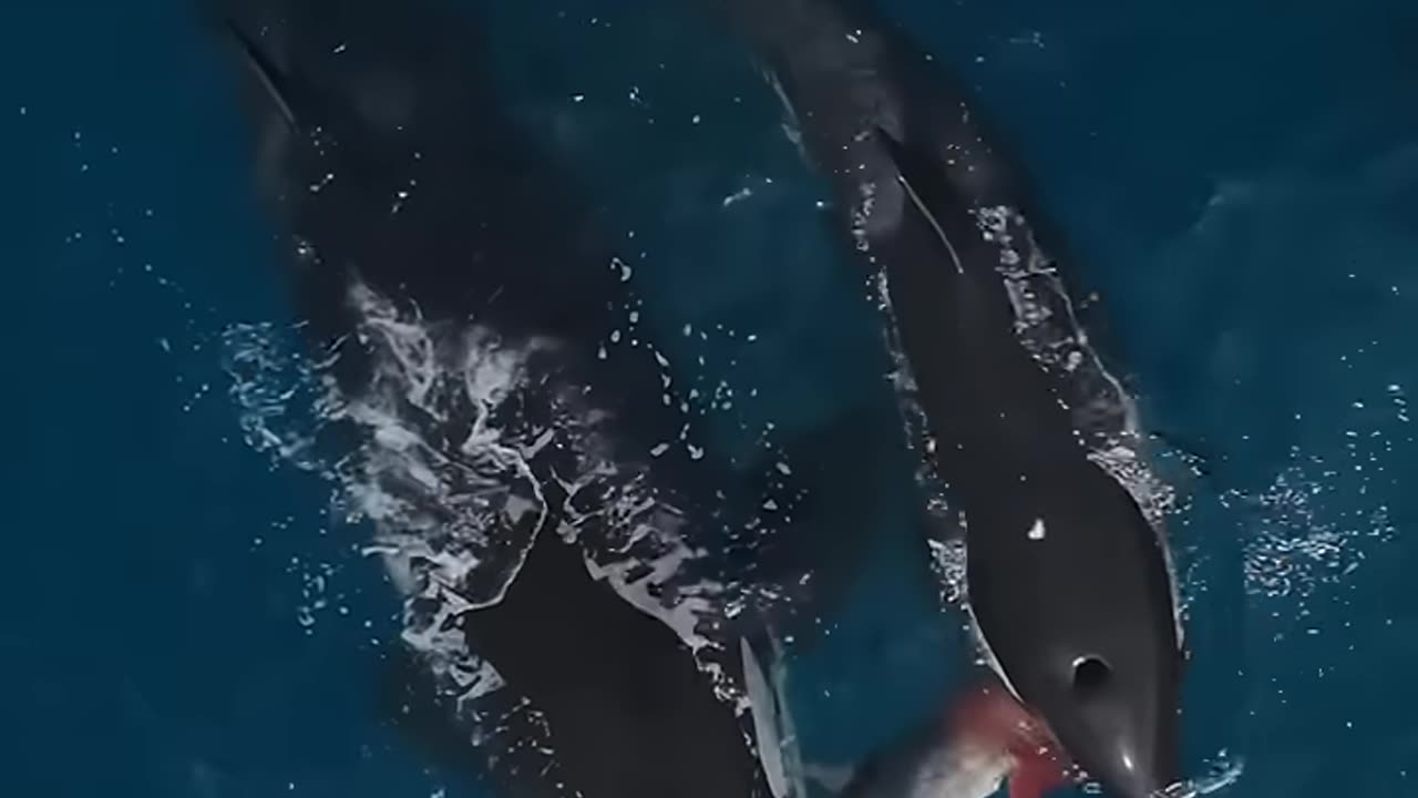The killer whale #science #sciencefacts