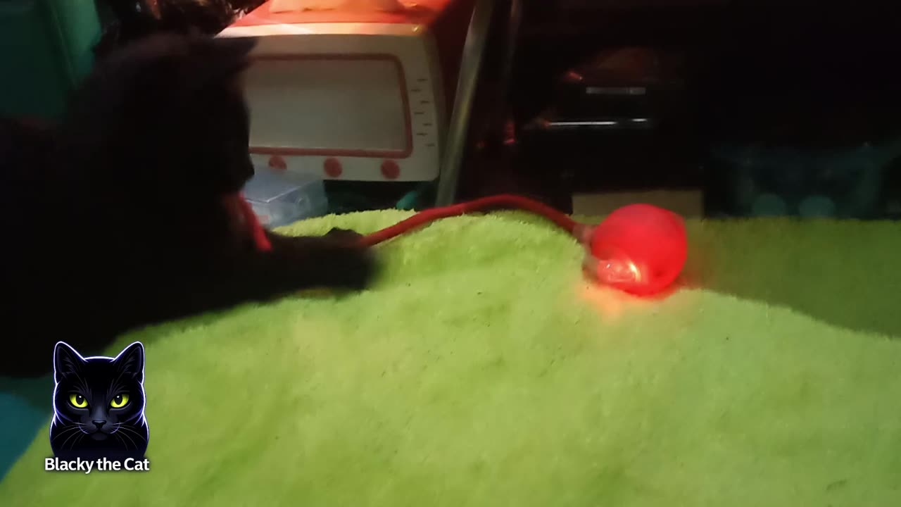 Blacky is annoyed with his toy