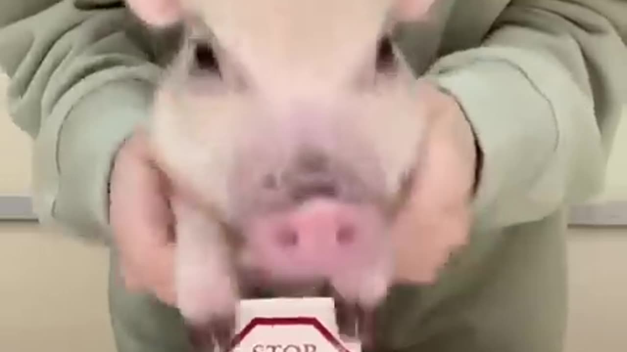 STOP ANIMAL TESTING!