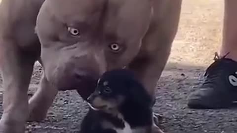 Pets are cute