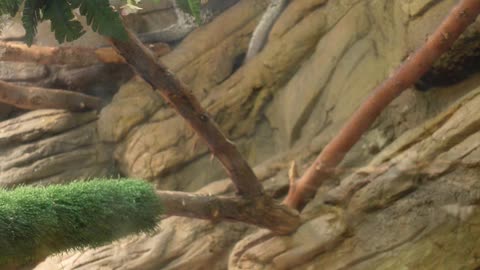 Prehensile-tailed Porcupines at El Paso Zoo #elpasozoo