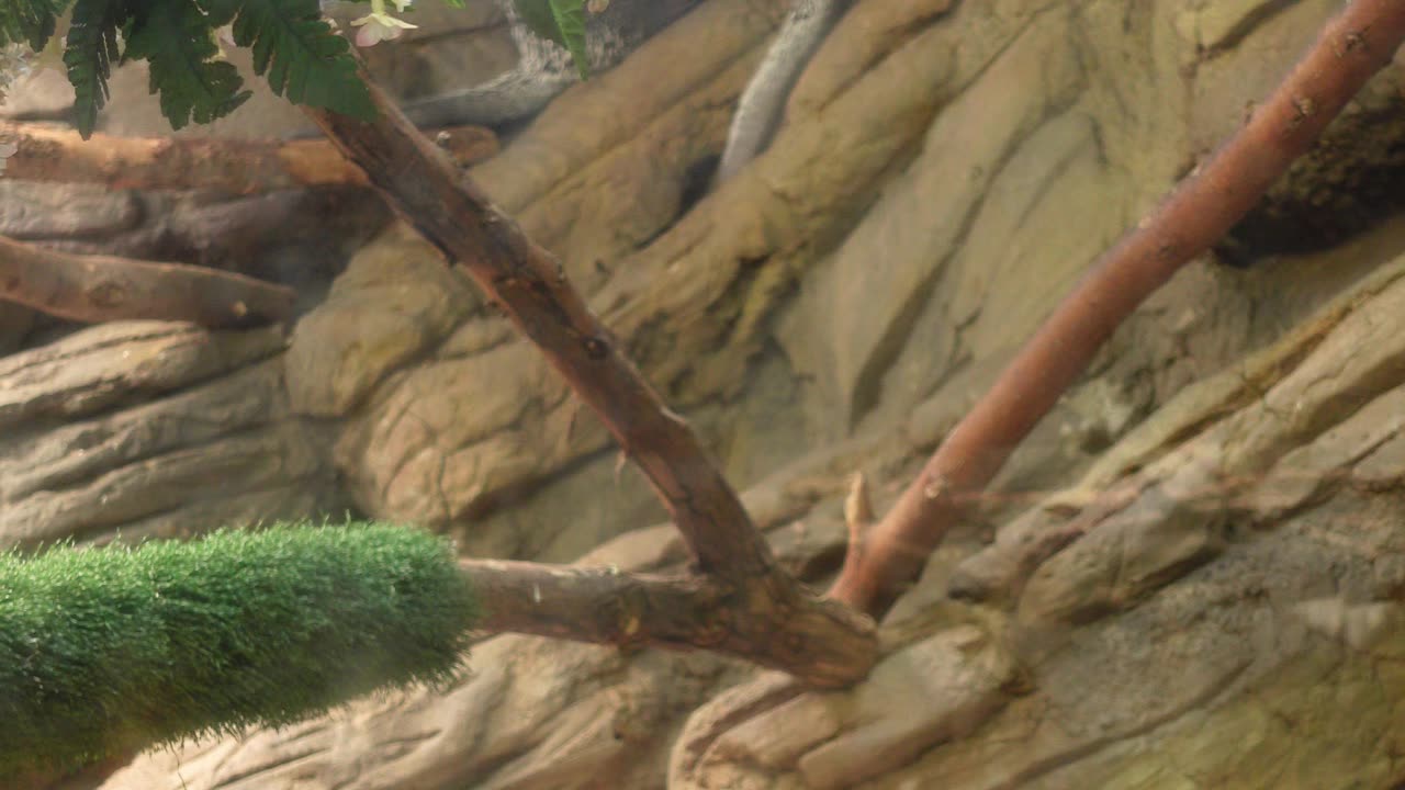Prehensile-tailed Porcupines at El Paso Zoo #elpasozoo