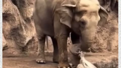 Motivational shorts viral animal video