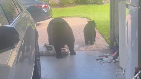Bears Invade Florida Garage