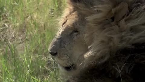 🦁👑 The Story of Lord King Scarface – The Legendary Lion of the Maasai Mara