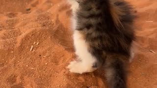 Dog's Comedy Videos 🤣 so cute videos 😍 funny videos 🤣 Live Camera HD 🤩