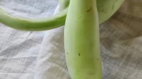 Four amazing benefits of eating bottle gourd