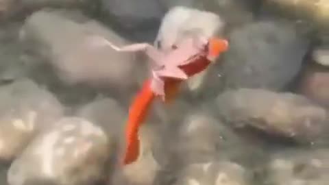 Frog Is Caught Taking A "Free Taxi" Over A Goldfish 🐸🥰