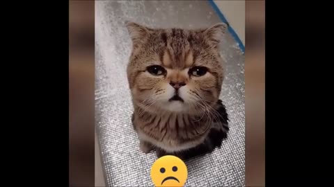 animal comedy video