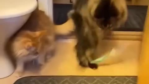 Funny cats