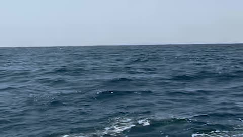 Jet Ski to Catalina Ride Upstaged by Breaching Humpback Whale
