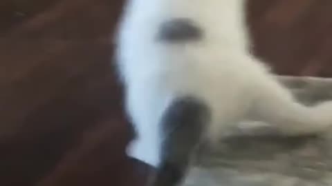 I Can't Believe that Happened 😲 Try Not to Laugh #Shorts