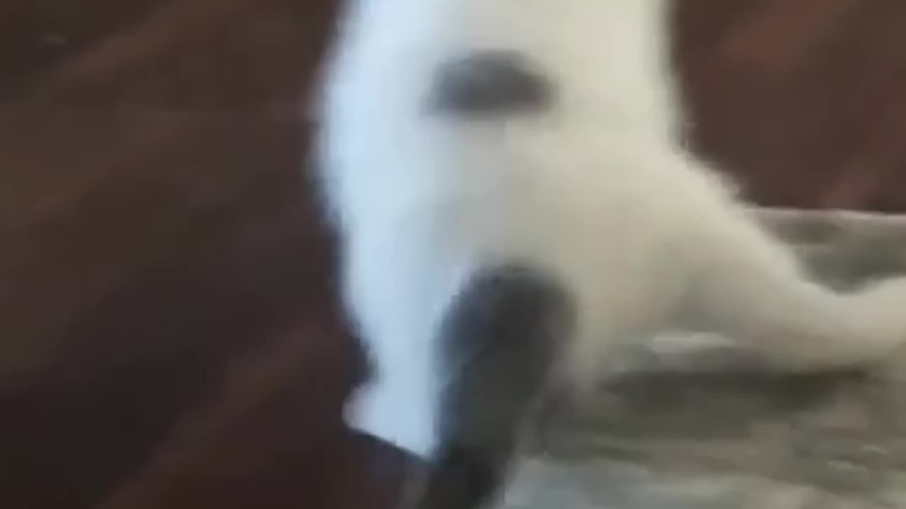 I Can't Believe that Happened 😲 Try Not to Laugh #Shorts