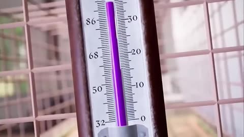 If you have a hamster, watch this video