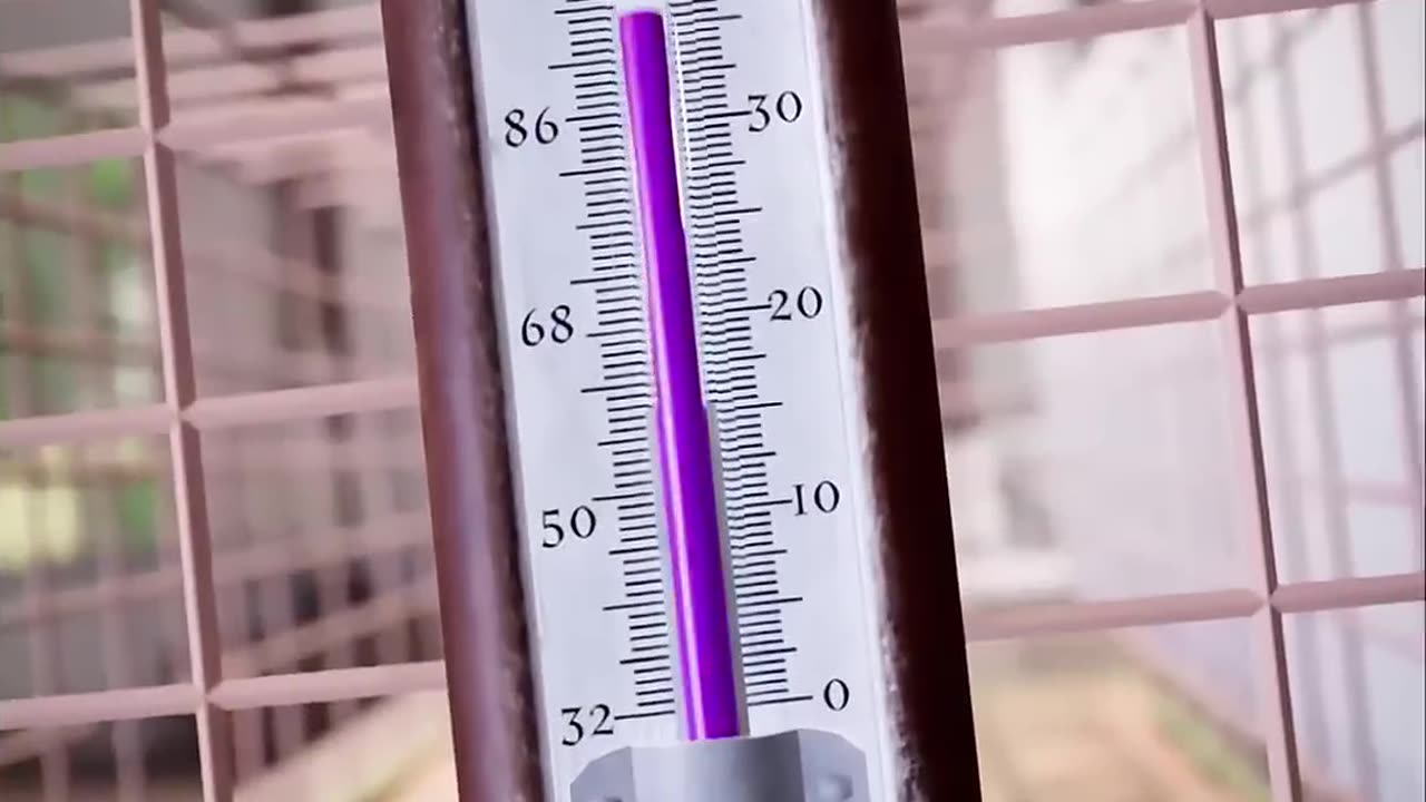 If you have a hamster, watch this video