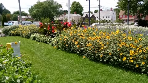 More beautiful flowers