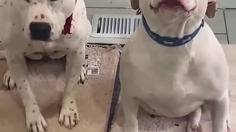 Who did it? 🤣 dog moments 23