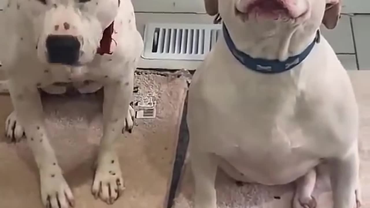 Who did it? 🤣 dog moments 23