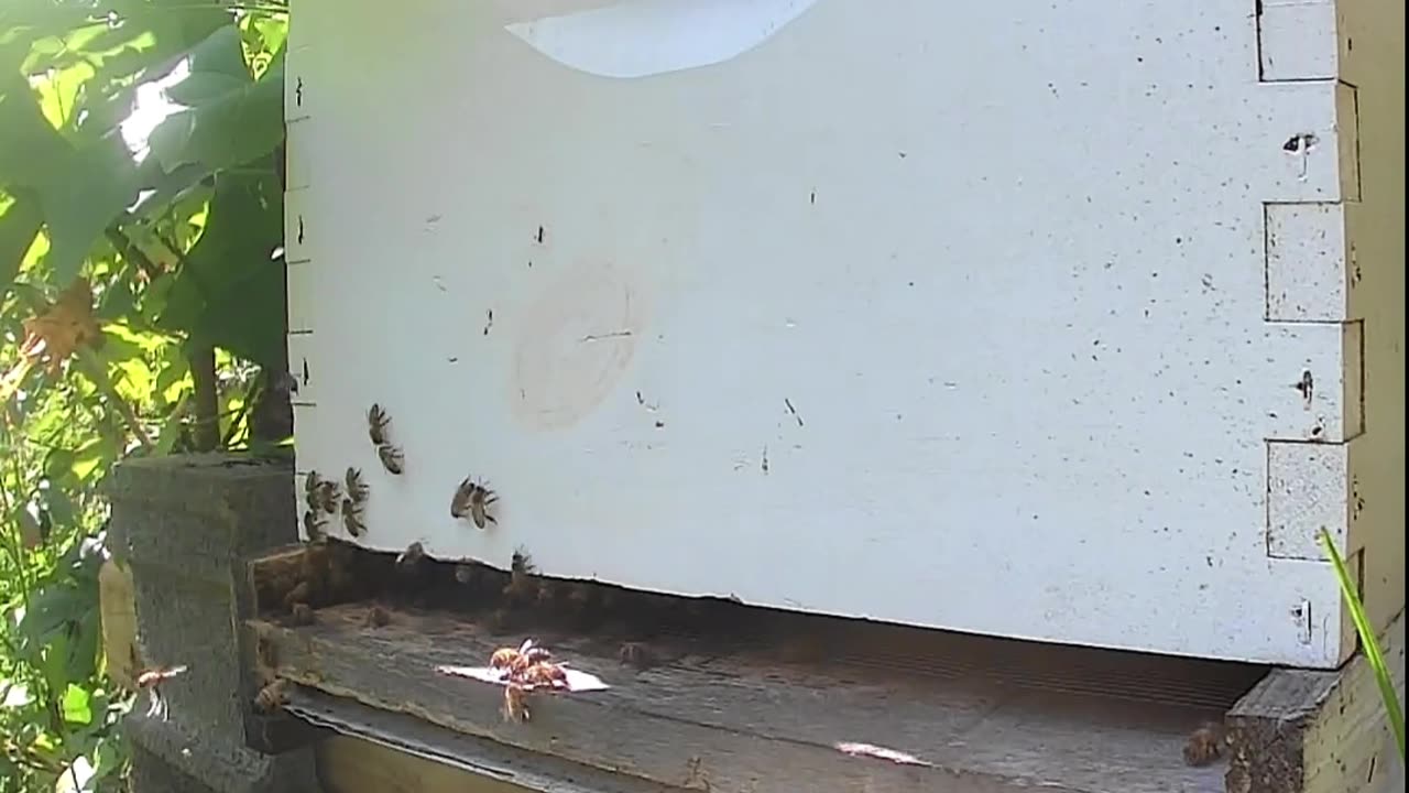 Bees at Noon