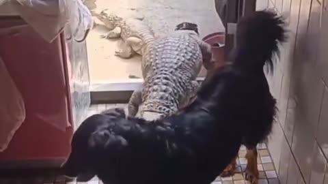 Odd Pets