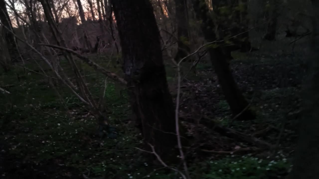 Der Knabe im Moor - Annette v. Droste-Hülshoff