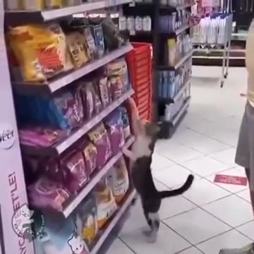 A homeless cat asks someone to buy him food every day🥰