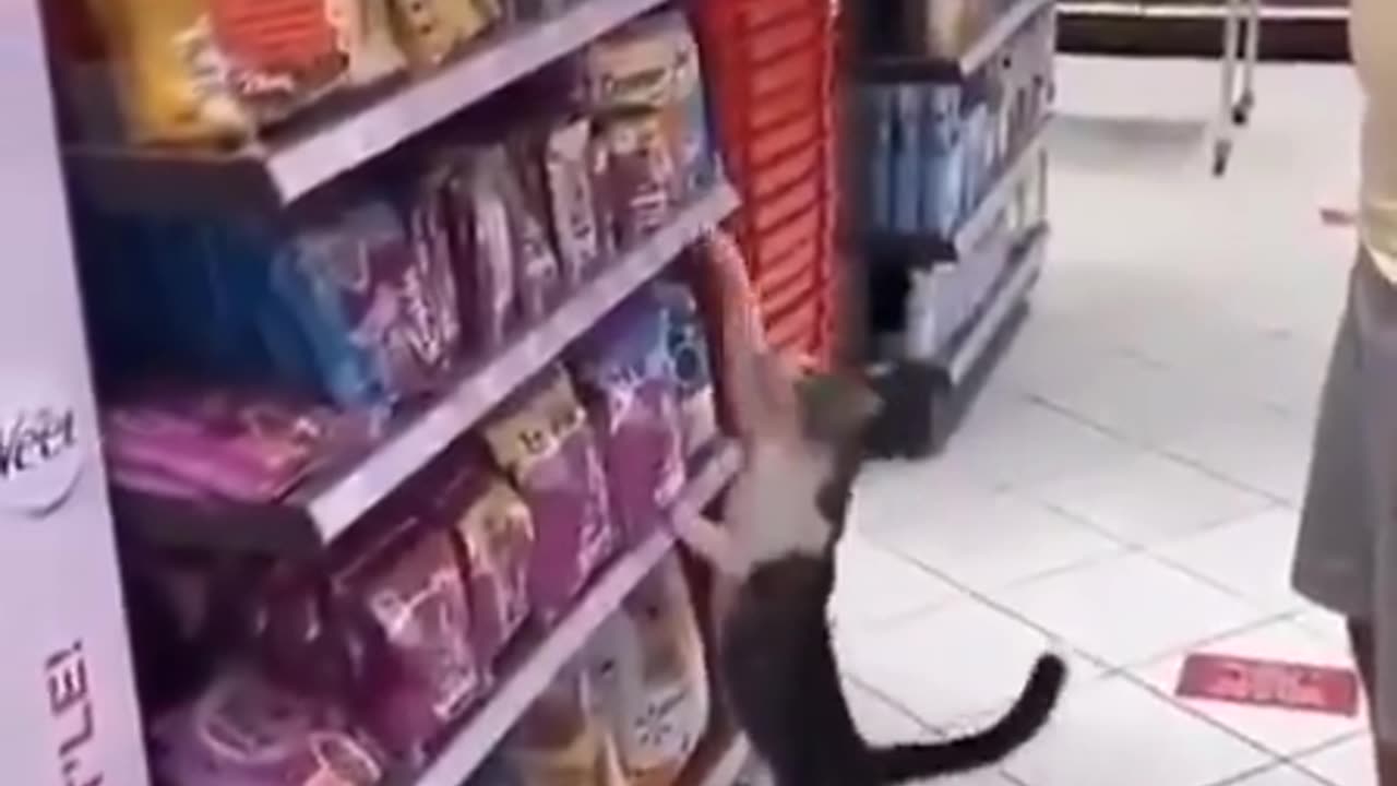 A homeless cat asks someone to buy him food every day🥰