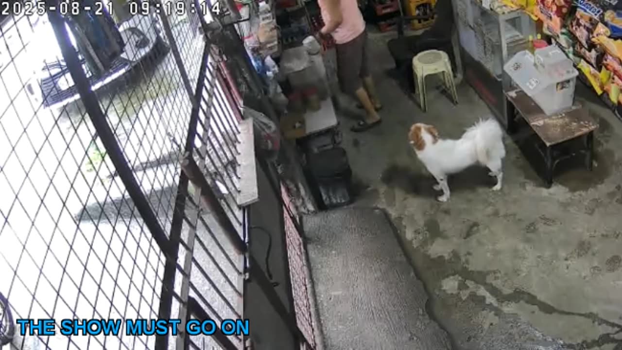 Mitsubishi Xpander 2019 Live