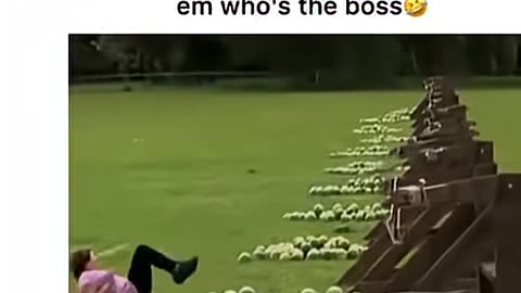 Melon boss