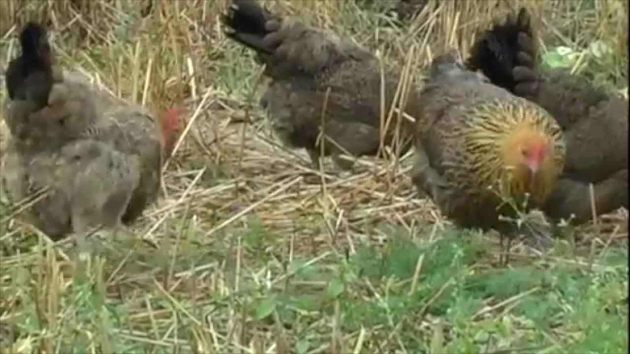 Jak vybrat a chovat pravé české slepice