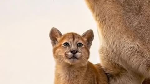 🦁❤️ Little Paws, Big Adventure: Lioness & Cub’s Cautious Playtime in the Wild!
