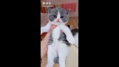 Funny Domestic And Wild Animals 🐷 [Funny Pets]