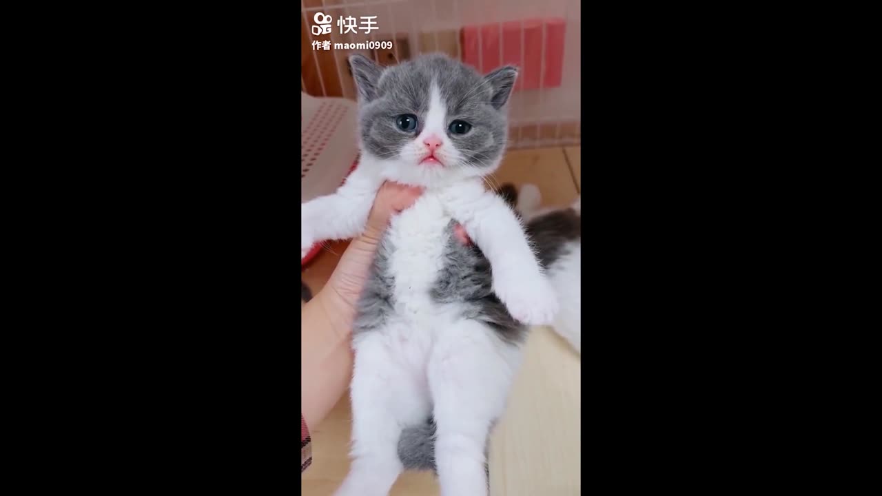 Funny Domestic And Wild Animals 🐷 [Funny Pets]