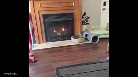 Cats Being Weird on Earth 🤣 Funny Cat Life Videos!