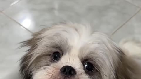 Dog's Comedy Videos 🤣 so cute videos 😍 funny videos in puppies comedy scenes 🤣