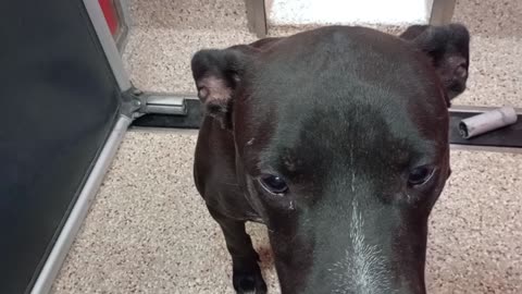 Choo 1y A856908 kennel 11 pod 1 PACC shelter 2 get a snack, he'd sit on his own, very cool2025827411