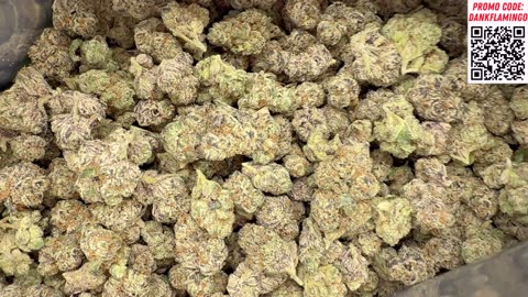 Dank Dynasty is Back and MORE from THCA Small Buds! The Dank Flamingo!!