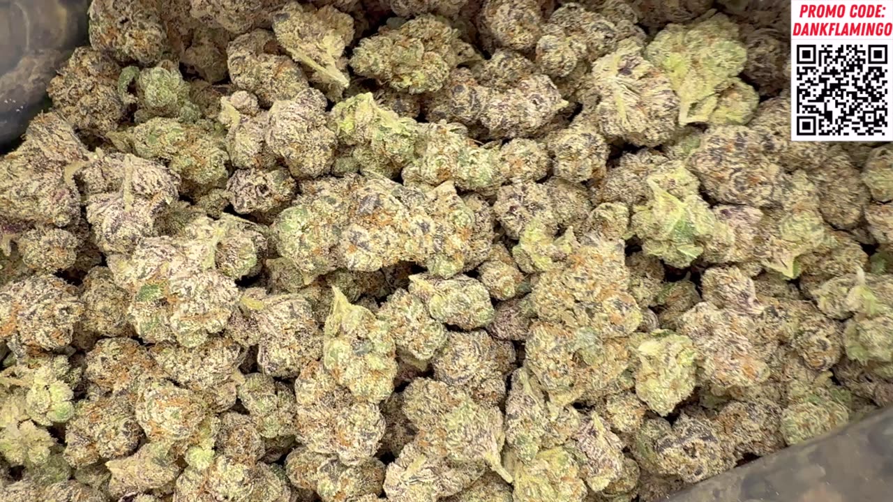 Dank Dynasty is Back and MORE from THCA Small Buds! The Dank Flamingo!!