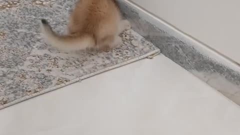 Funny Animal Videos