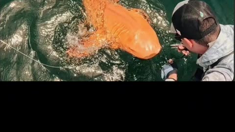 HOW A GOLDEN NURSE SHARK MADE HISTORY