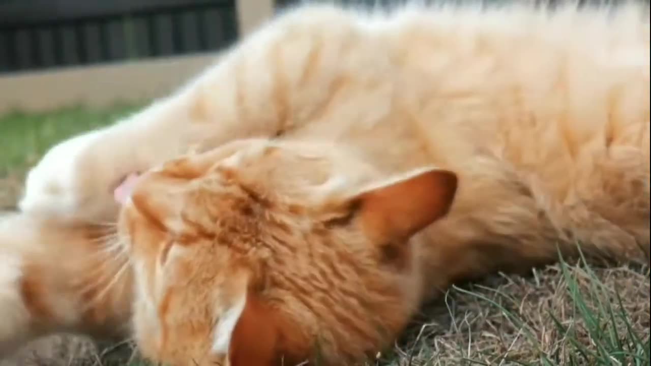 Best of funny animal