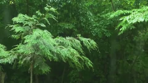 #relax #bushcraft #camping #intherain #solocamping