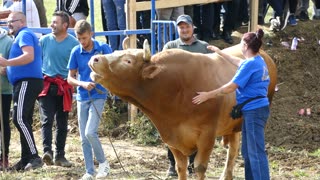 Macan od Home trans vs Medonja od Mahmutovića Kuprešani 2025