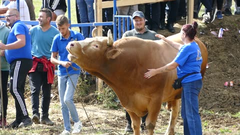 Macan od Home trans vs Medonja od Mahmutovića Kuprešani 2025